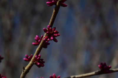 Close-up of pink flower buds on twig
