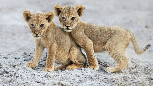Portrait of wild animal 
