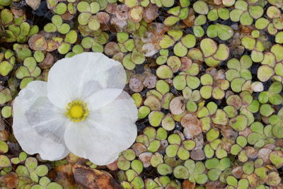 Directly above shot of white flowering plant