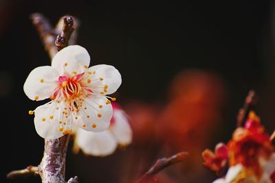 Close-up of insect on flower