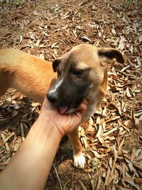 Close-up of hand holding dog