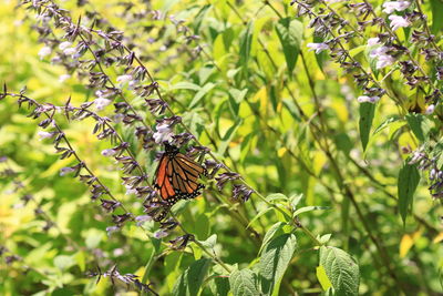 Butterfly on flower