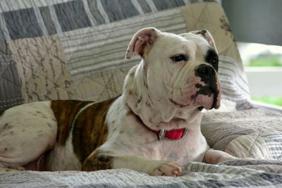 Portrait of dog at home