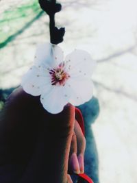 flower