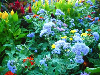 Full frame shot of purple flowers