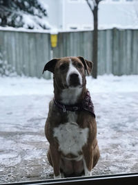 Portrait of dog on snow