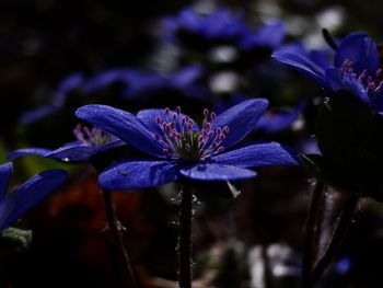 Close-up of water drops on pink flower