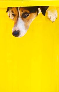 High angle view of dog on yellow background