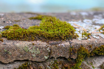 Close-up of moss growing on rock