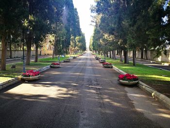 Road along trees