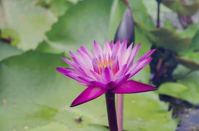 Close-up of pink water lily blooming outdoors