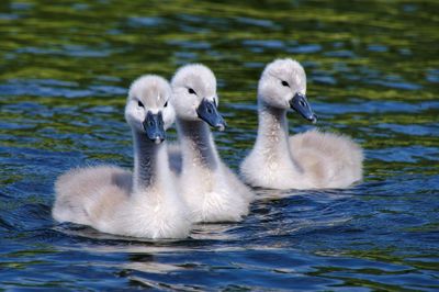 Swans swimming in lake