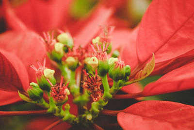 Close-up of red flowering plant