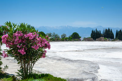 Pink flowering plants by sea against clear sky