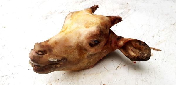 Close-up of a dog lying on floor