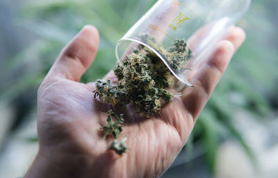 Cropped hand holding container with marijuana joint