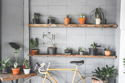 Potted plants in shelf at home