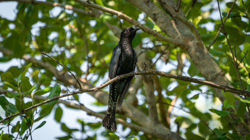 Low angle view of bird perching on branch