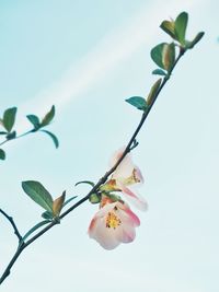 Low angle view of flowers