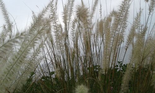 Plants growing on field