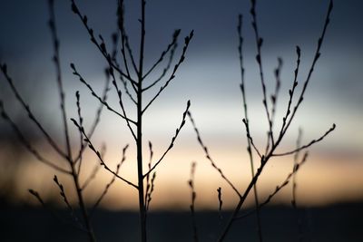 Close-up of silhouette plants against sunset sky