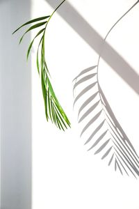 Palm leaf against white background