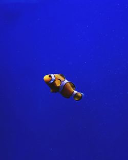 Clown fish swimming in sea