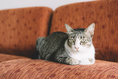 Close-up portrait of cat relaxing on sofa