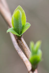 Close-up of flower buds