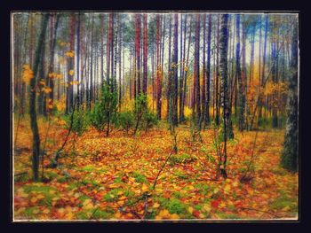 Trees in forest