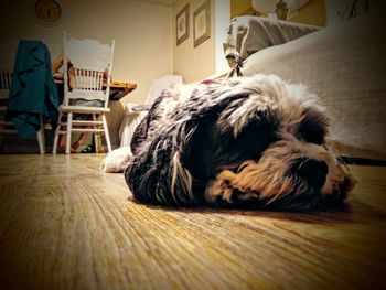 Dog relaxing on hardwood floor at home