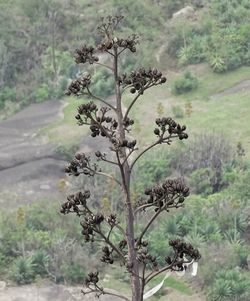 Plants and trees in park