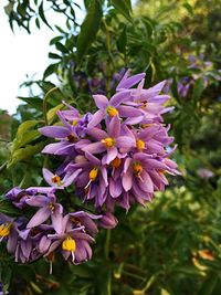 Close-up of purple flowers