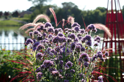 Close-up of purple flowering plants in garden