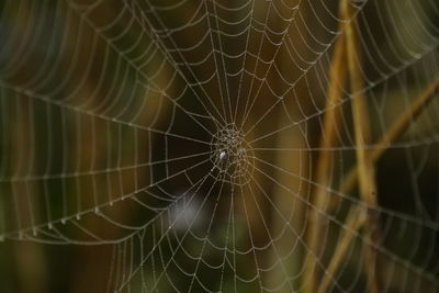 Close-up of spider web