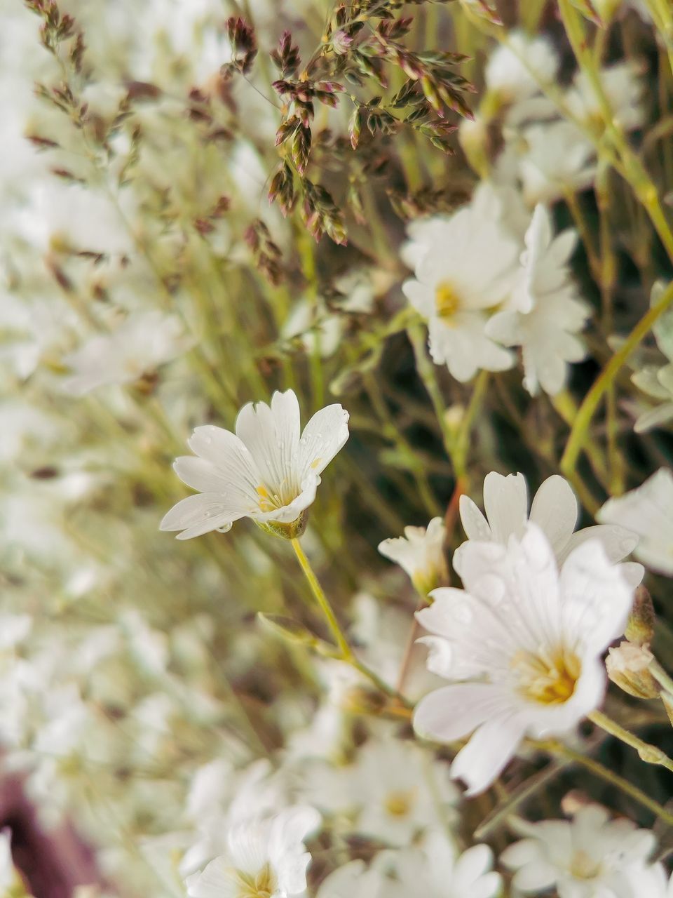 CLOSE-UP OF WHITE FLOWER