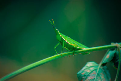 Close-up of insect on leaf