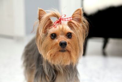 Close-up portrait of a dog