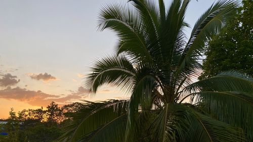 Low angle view of palm trees against sky at sunset