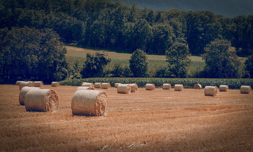 Hay bales on field against trees