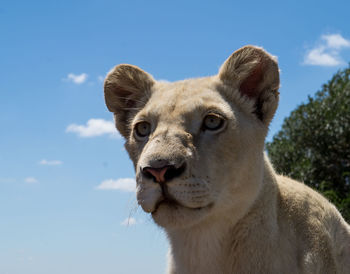 Close-up of lion on field against sky