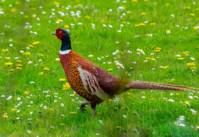 View of a bird on field