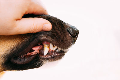 Cropped hand of man with dog against white background