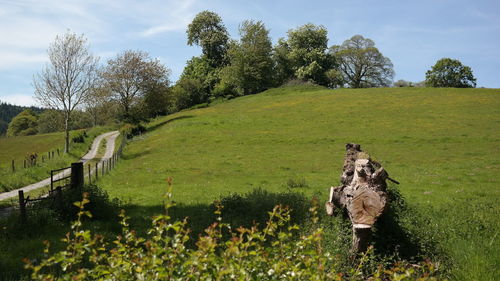 View of dead plants on land