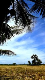 Low angle view of coconut palm trees on field against sky