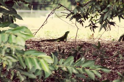 Close-up of lizard on a land