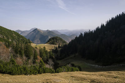 Scenic view of forest on and landscape