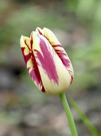 Close-up of flower blooming outdoors