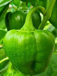 Close-up of green peas