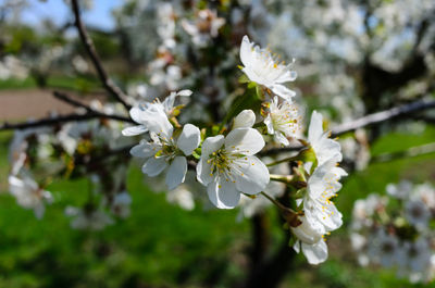 Close-up of white cherry blossoms in spring